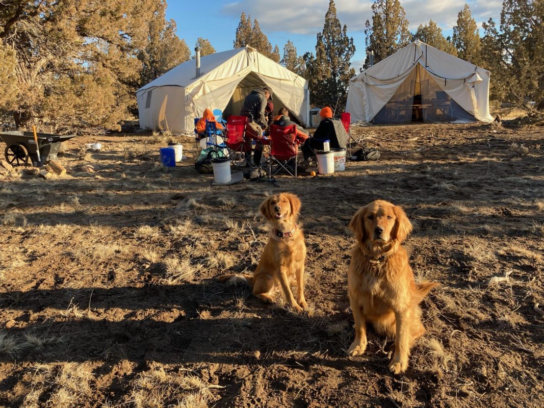 Dogs and teens at a wilderness therapy camp