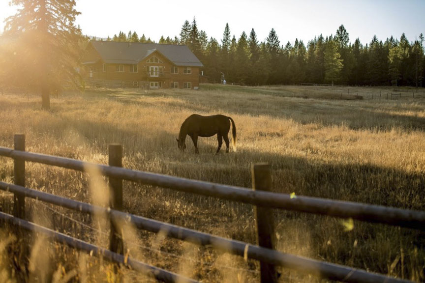 Horse grazing at Embark Behavioral Health in Marion, Montana.